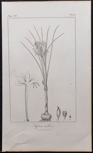 1846 safran cultivé - -,