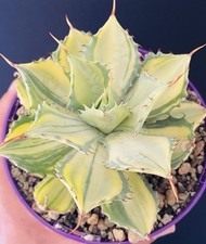 Extraordinaire Agave Potatorum