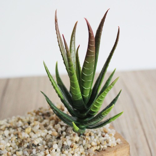 Plante aloès artificielle - plante, d'aloès