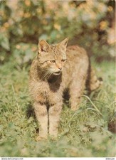 Animaux - Chats - Chat sauvage