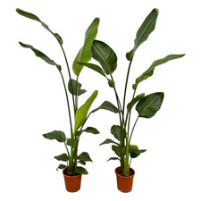2 x Strelitzia Nicolai fleur
