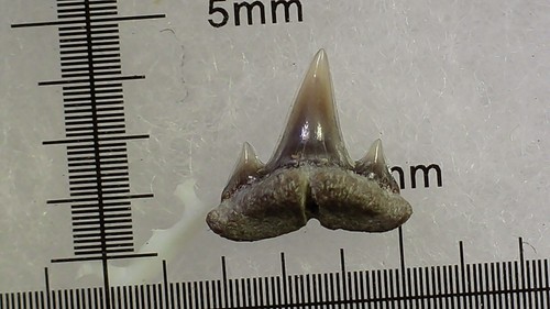 Shark tooth dent requin - tooth, de