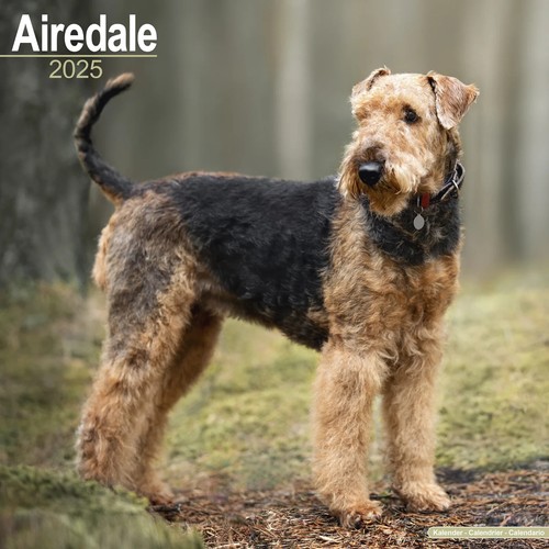 Calendrier 2025 airedale - 2025,