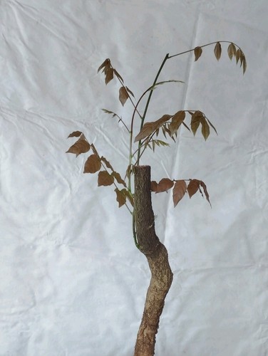 Bonsaïs glycine 50h - , un