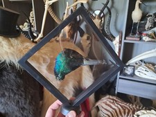 Tête de canard préservée à sec dans cadre flottant