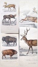  3 Gravures ancienne originale