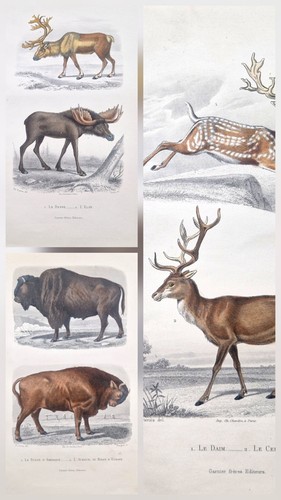 Antique original 1850 deer - 1850,