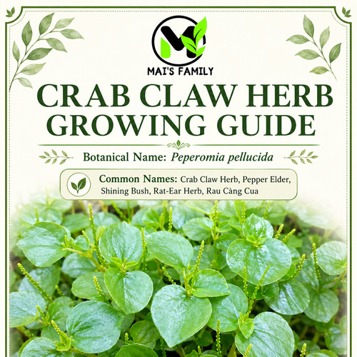 Peperomia pellucida seeds crab - peperomia,