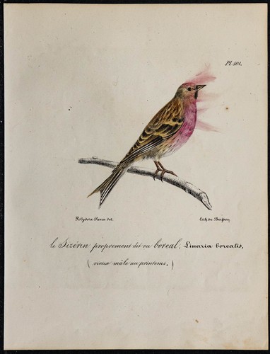 1830 sizerin flammé - 1830, mâle