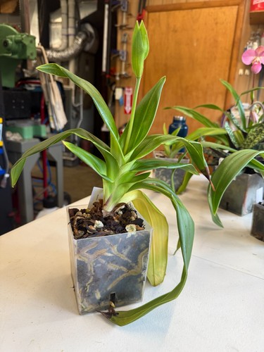 Phragmipedium fritz schomburg - phragmipedium,