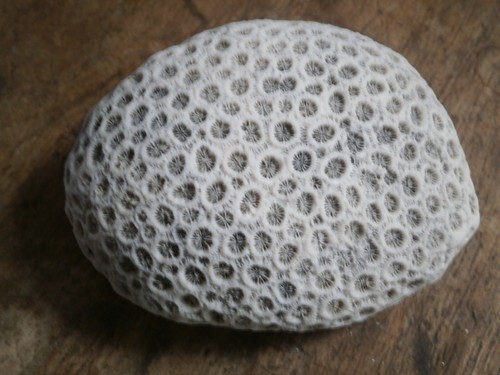 Collection coraux fossile - collection,