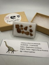 Coquille Œuf Dinosaure