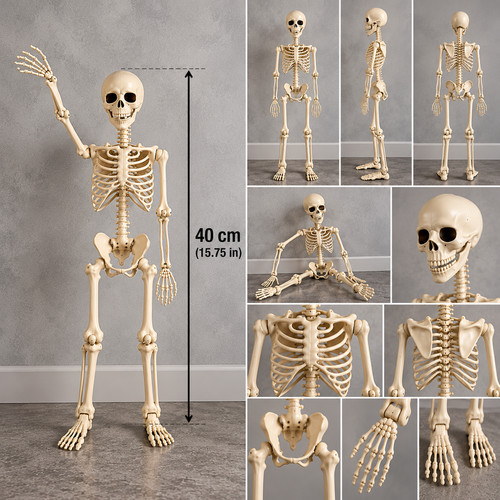 Squelette humain articulé - squelette,