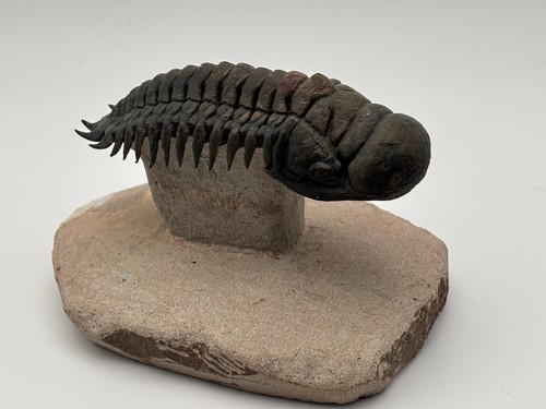 Beautifully prepared devonian - beautifully,
