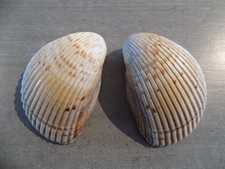 Coquillage :  NEW CARDIIDAE