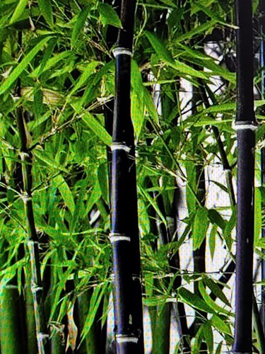 Fresh black bamboo - 1,