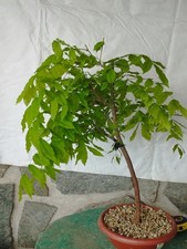 Bonsaï glycine cm55x23 en pot