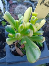 Cactus et plantes grasses 