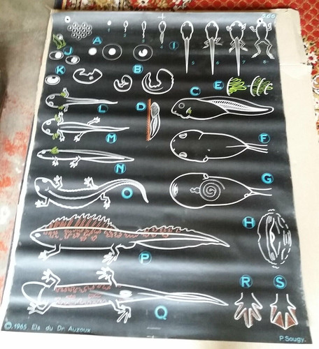 Affiche scolaire auzous - affiche,