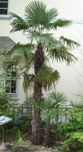 Graines palmier chine - graines,