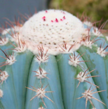 Melocactus azureus HU256 SEEDS - GRAINES