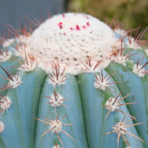 Melocactus azureus hu256 - melocactus,