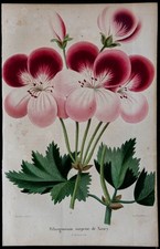 1843 - Pélargonium - Gravure ancienne - Botanique - Fleurs en couleurs