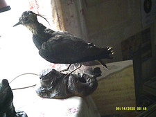 Taxidermie Oiseau naturalisé