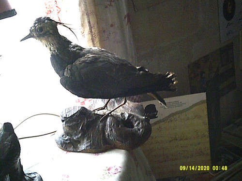 Taxidermie oiseau naturalisé - taxidermie,