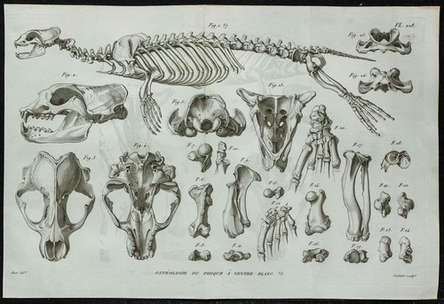1836 squelette phoque - du,