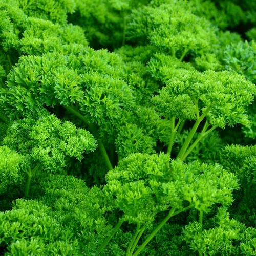 500 graines persil frisé - graines,