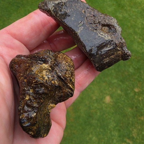 Partially digested mosasaur - 2,