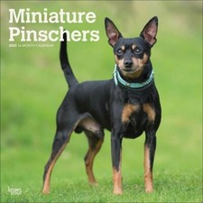 Calendrier 2020 - PINSCHER NAIN