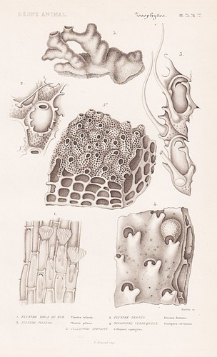 Coraux flustra telacca corail - flustra,