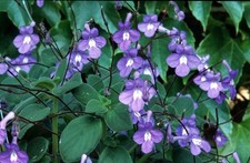  1 plant en godet streptocarpus saxorum, primevère du cap intérieur