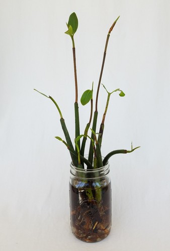 Red mangrove - red,