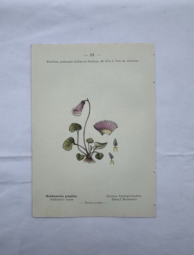 Gravure botanique planche - gravure,