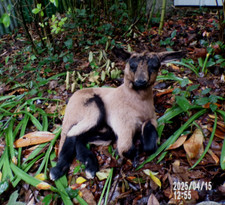 agneau lamb Lamm chevreau bébé  naturalisé taxidermie  objet de curiosité  n°C