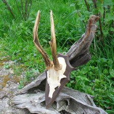 Trophée Chevreuil Bois 6