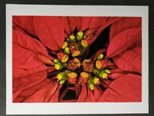 Sans titre FLEURS FRUITS ARAKI NOBUYOSHI  photo document cutout 