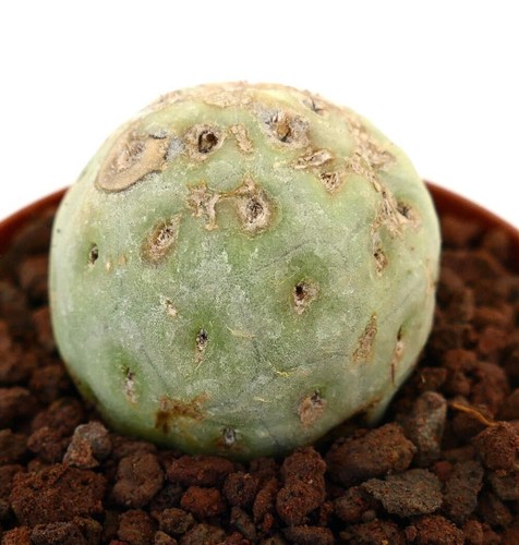 Tephrocactus geometricus one - tephrocactus,