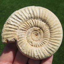 Minéraux *** GRANDE AMMONITE FOSSILE Madagascar