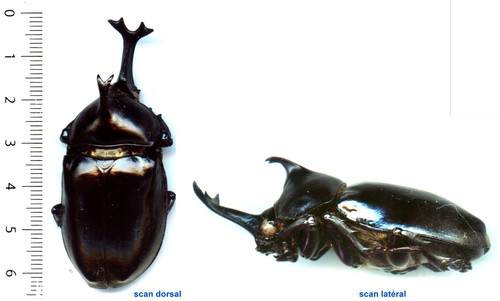 Dynastidae allomyrina - dynastidae,