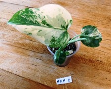 Monstera white monster rare - white,