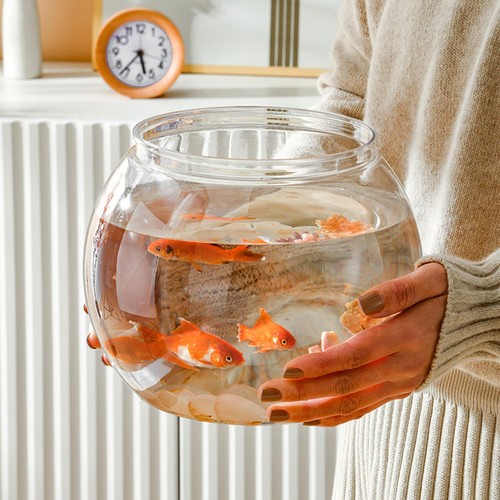 Fishes tank aquatic aquarium - tank,