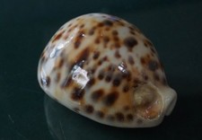 Cypraea Tigris 57 mm F+++ "