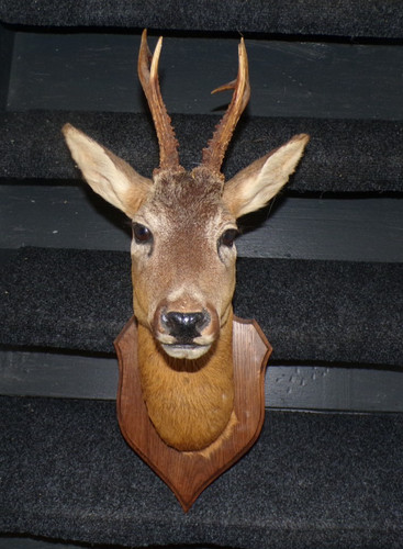 Trophée ancienne tête - trophée, de