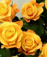 20 graines Rosier Jaune foncé 20x Climbing Dark Yellow Rose rosebush seeds