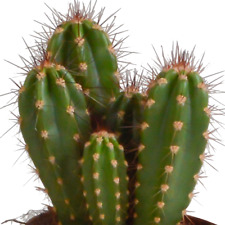 Cereus-Mischung 10,5 CM - 3x