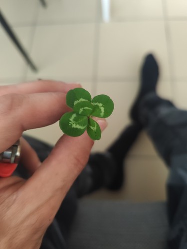 Trèfle feuilles rare - 5, [rare]
